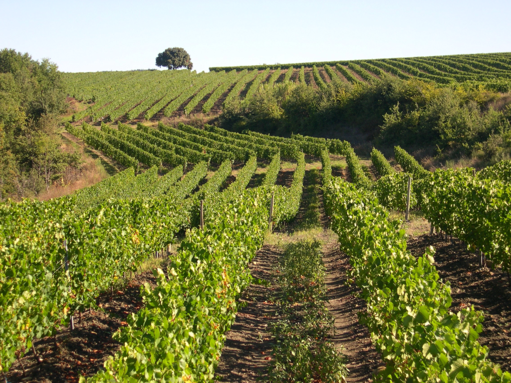 ALTUGNAC - VIGNES CHENE LAS GRAVAS