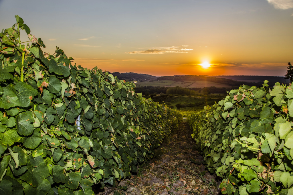 JG16-2117